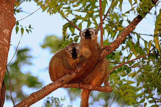 狐猴,两个,成年人,贝伦提保护区,马达加斯加,非洲