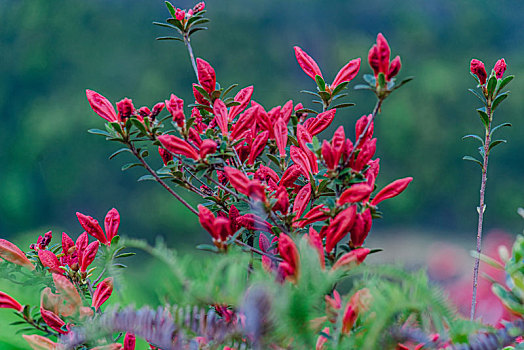 江西赣州,杜鹃花开红如火,山间春色惹人醉