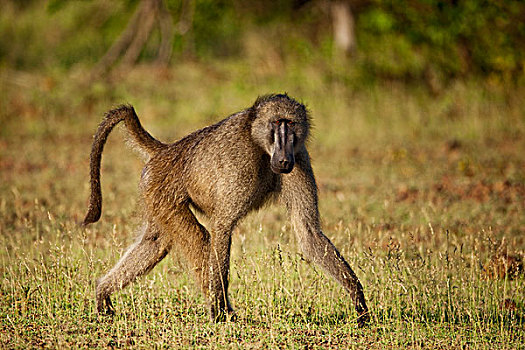 南非大狒狒,豚尾狒狒,克鲁格国家公园,南非