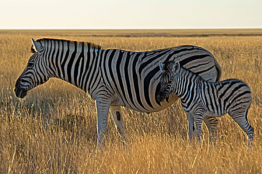 平原斑马,斑马,白氏斑马,马,埃托沙国家公园,纳米比亚,非洲