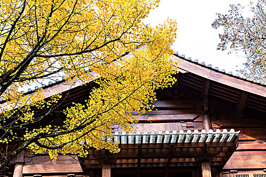 银杏树与中式建筑