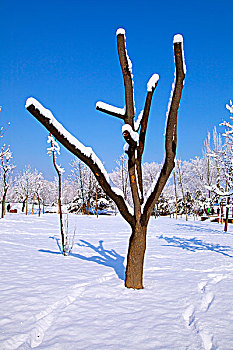 白雪覆盖着的树干