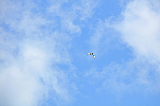 天空,蓝天,鸟