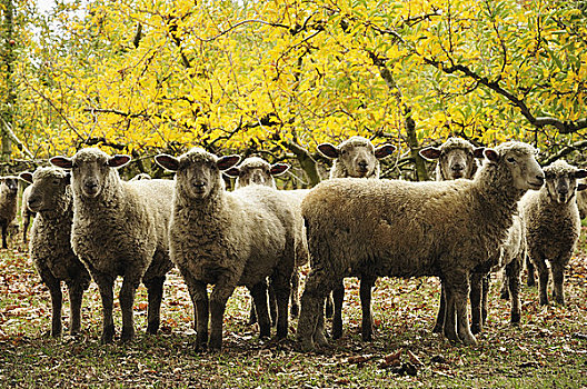 家羊,霍克斯湾,北岛,新西兰