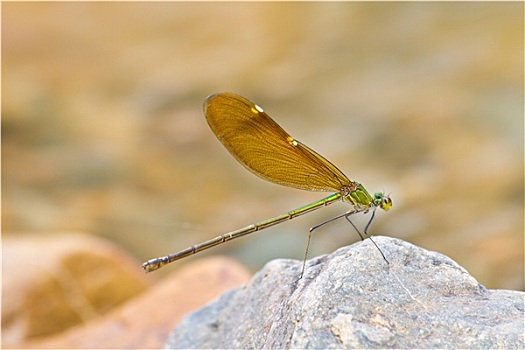 蜻蛉,休息,石头