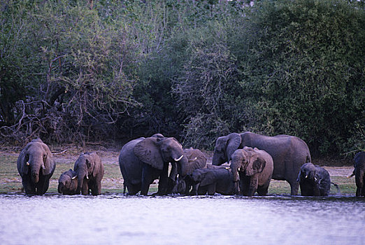博茨瓦纳,大象,牧群,喝
