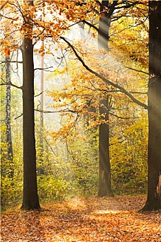 太阳光线,照亮,林间空地,秋日树林