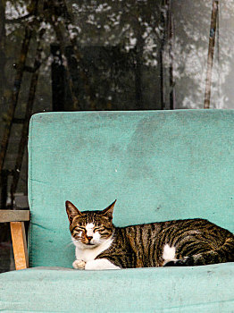 街头沙发上的流浪猫