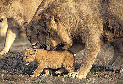 非洲狮,狮子,幼兽,雄性