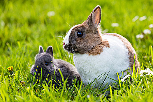 迷你兔,幼兽,草地,德国