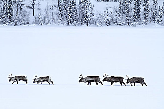 瑞典,拉普兰,驯鹿,驯鹿属