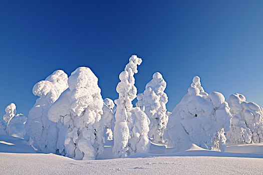 积雪,树,冬天,库萨莫,芬兰