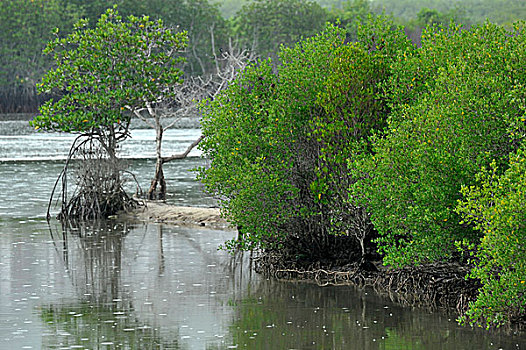 海南三亚红树林自然保护区