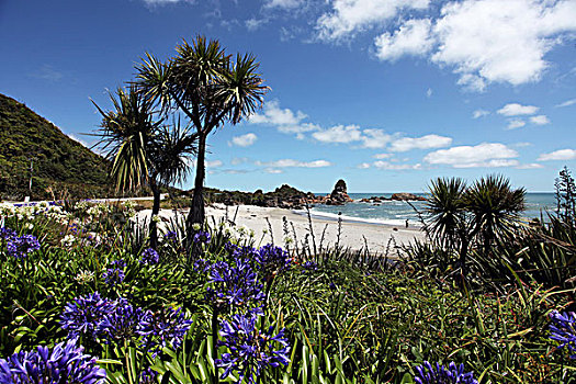 花,靠近,海滩,海洋,西海岸,南岛,新西兰