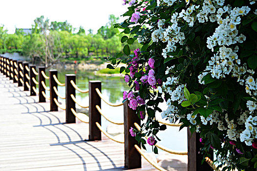 木桥头开满鲜花