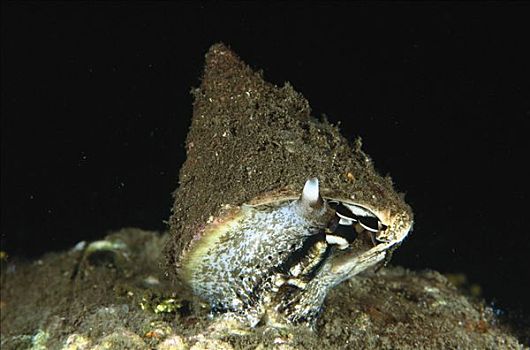 上面,壳,蜗牛,站立,产卵,礁石,夜晚,巴厘岛,印度尼西亚