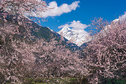 西藏波密雪山桃花