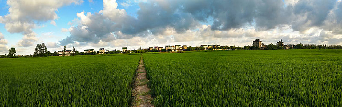 田园乡村,绿油油稻田