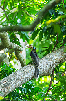 生活在热带雨林森林里的珍稀锈颊犀鸟