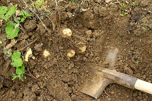 挖土豆图片