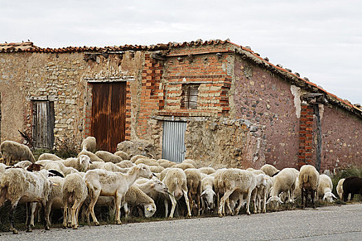 绵羊,特鲁埃尔省,阿拉贡,西班牙