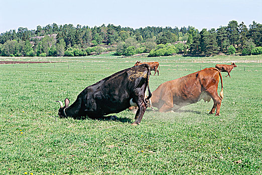 母牛,站立,草地,侧面视角