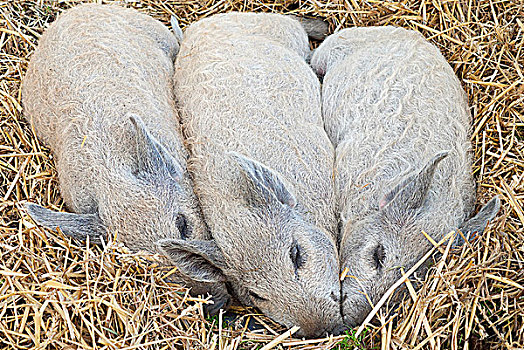 英格兰,三个,种系,小猪,睡觉,床,稻草