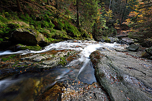 特写,河流,秋天,巴伐利亚森林国家公园,巴伐利亚,德国