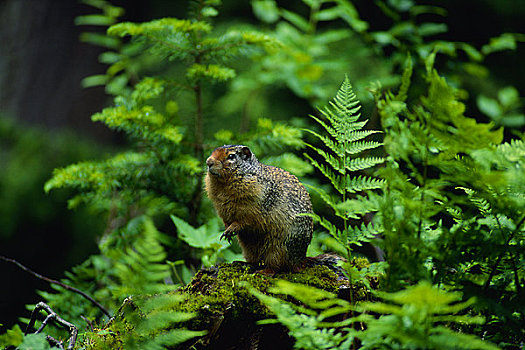 地松鼠,冰川国家公园,不列颠哥伦比亚省,加拿大