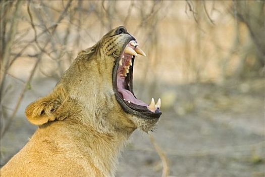 哈欠,雌狮,狮子,萨维提,乔贝国家公园,博茨瓦纳,非洲