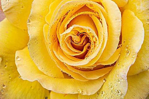 玫瑰,花,黄色,特写