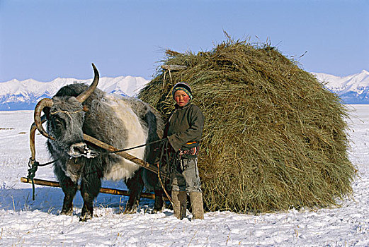 牦牛,男孩,雪撬,干草,沮丧,蒙古