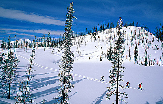 滑雪,旅游,靠近,蒙大拿