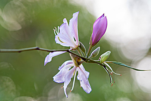 紫荆花