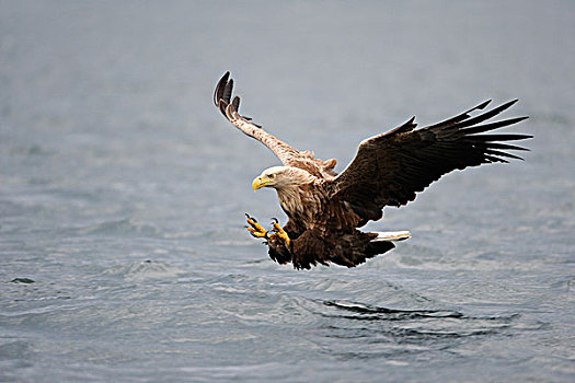 白尾,鹰,海洋,猎捕,挪威,斯堪的纳维亚,欧洲