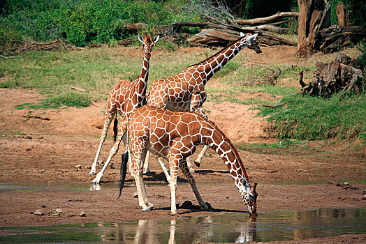 网纹长颈鹿,长颈鹿,喝,水坑,区域,肯尼亚,非洲