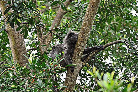 叶子,猴子,雪兰莪州,自然公园,马来西亚