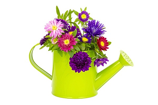 花束,彩色,紫苑属,花,洒水壶