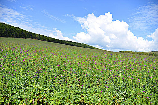 阿尔山