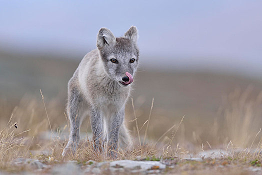 北极狐,狐属,小动物,舔,鼻子,挪威,欧洲