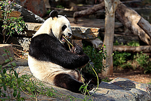 大熊猫,成年,吃,竹子,阿德莱德,动物园,南,澳大利亚