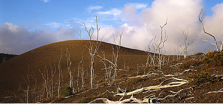 树,基拉韦厄火山,夏威夷,美国
