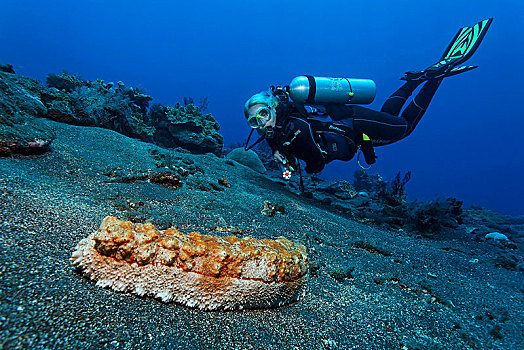 潜水,看,巨大,海参,北方,马累环礁,马尔代夫,亚洲
