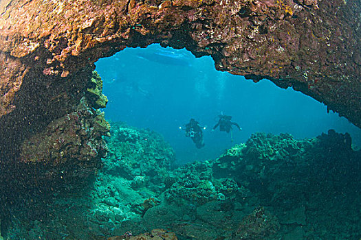 潜水,靠近,南,毛伊岛,夏威夷,美国