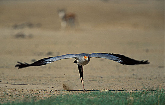 起飞,卡拉哈迪大羚羊国家公园,卡拉哈里沙漠,南非