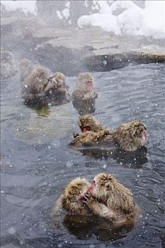 雪猴,温泉,长野,日本