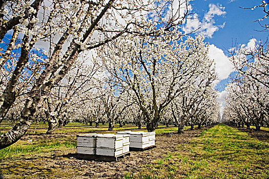 农业,樱桃,果园,满,春天,盛开,蜂巢,前景,靠近,加利福尼亚,美国