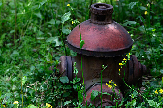 绿色杂草丛中的红色古旧消防栓
