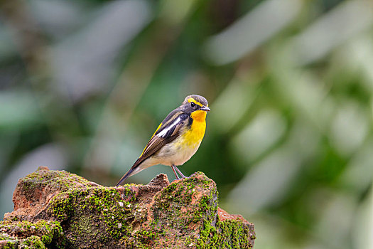常单独在树冠层枝叶间活动及捕食昆虫的黄眉姬鹟鸟