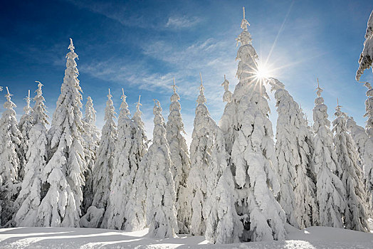 积雪,云杉,阳光,黑森林,巴登符腾堡,德国,欧洲